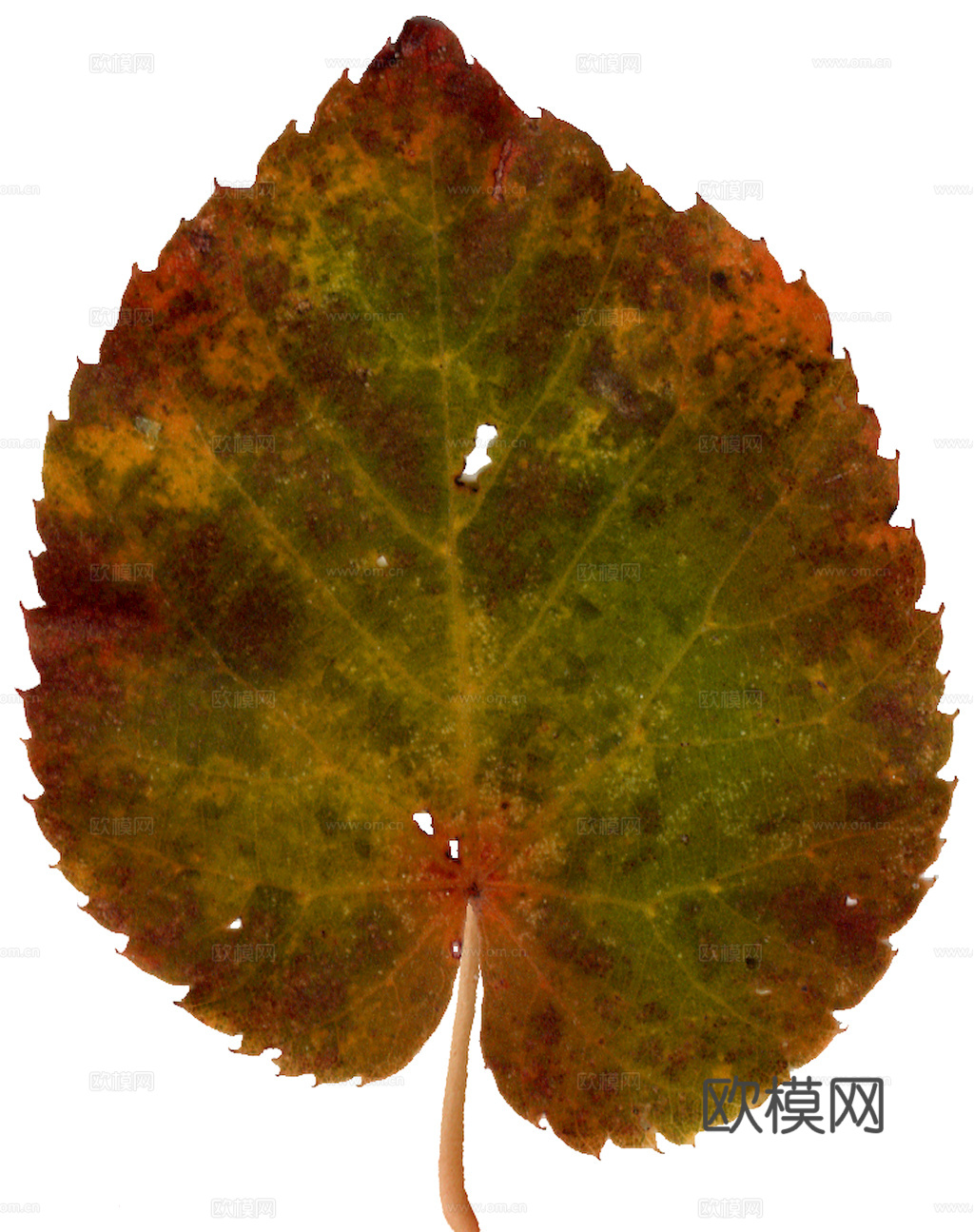 植物树叶 叶子  叶片纹理 绿叶 黄叶 红叶 绿植下载