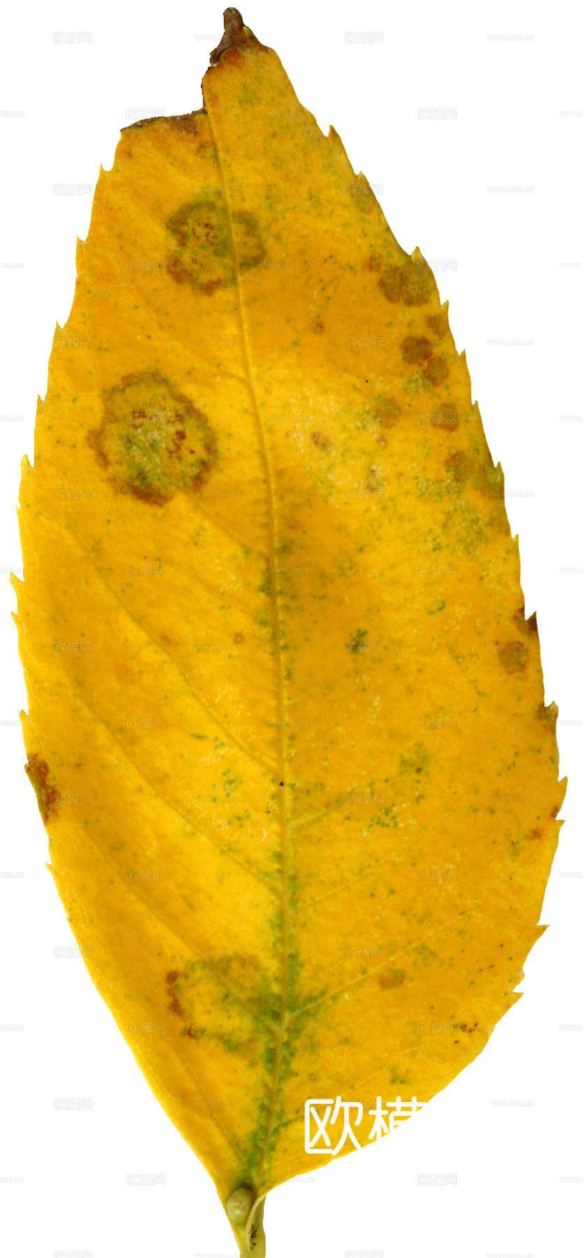 植物树叶 叶子  叶片纹理 绿叶 黄叶 红叶 绿植