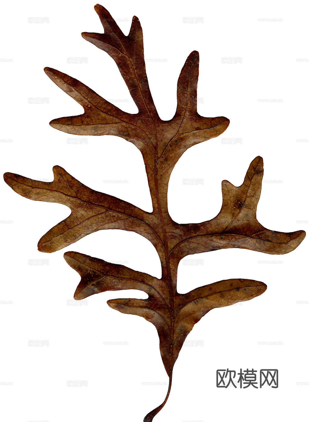 植物树叶 叶子  叶片纹理 绿叶 黄叶 红叶 绿植下载