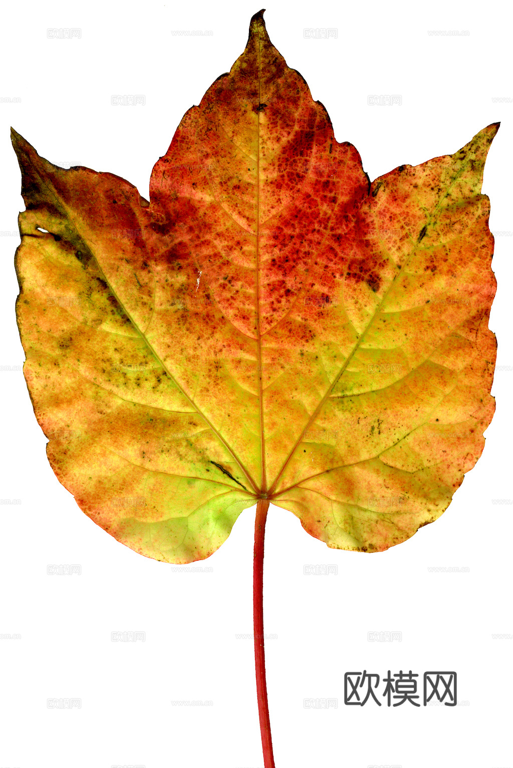 植物树叶 叶子  叶片纹理 绿叶 黄叶 红叶 绿植下载