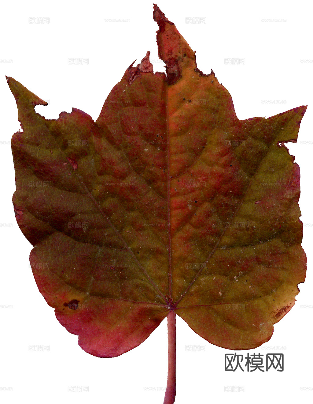 植物树叶 叶子  叶片纹理 绿叶 黄叶 红叶 绿植