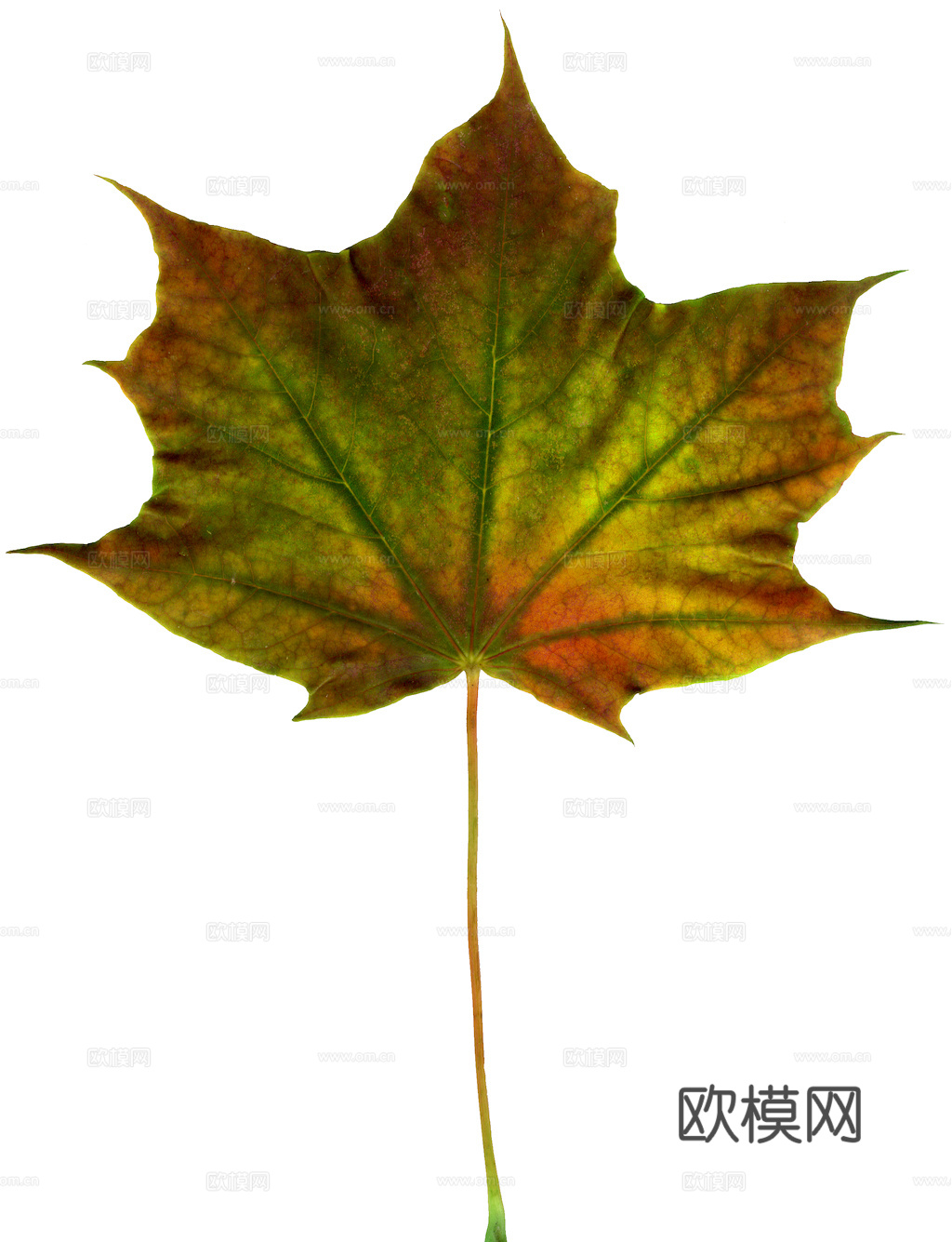 植物树叶 叶子  叶片纹理 绿叶 黄叶 红叶 绿植