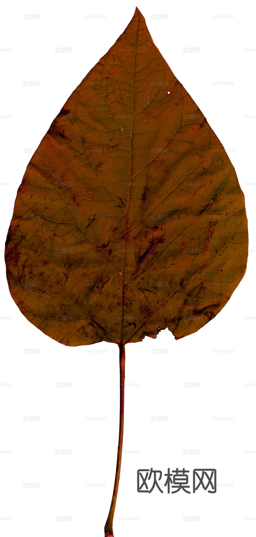 植物树叶 叶子  叶片纹理 绿叶 黄叶 红叶 绿植