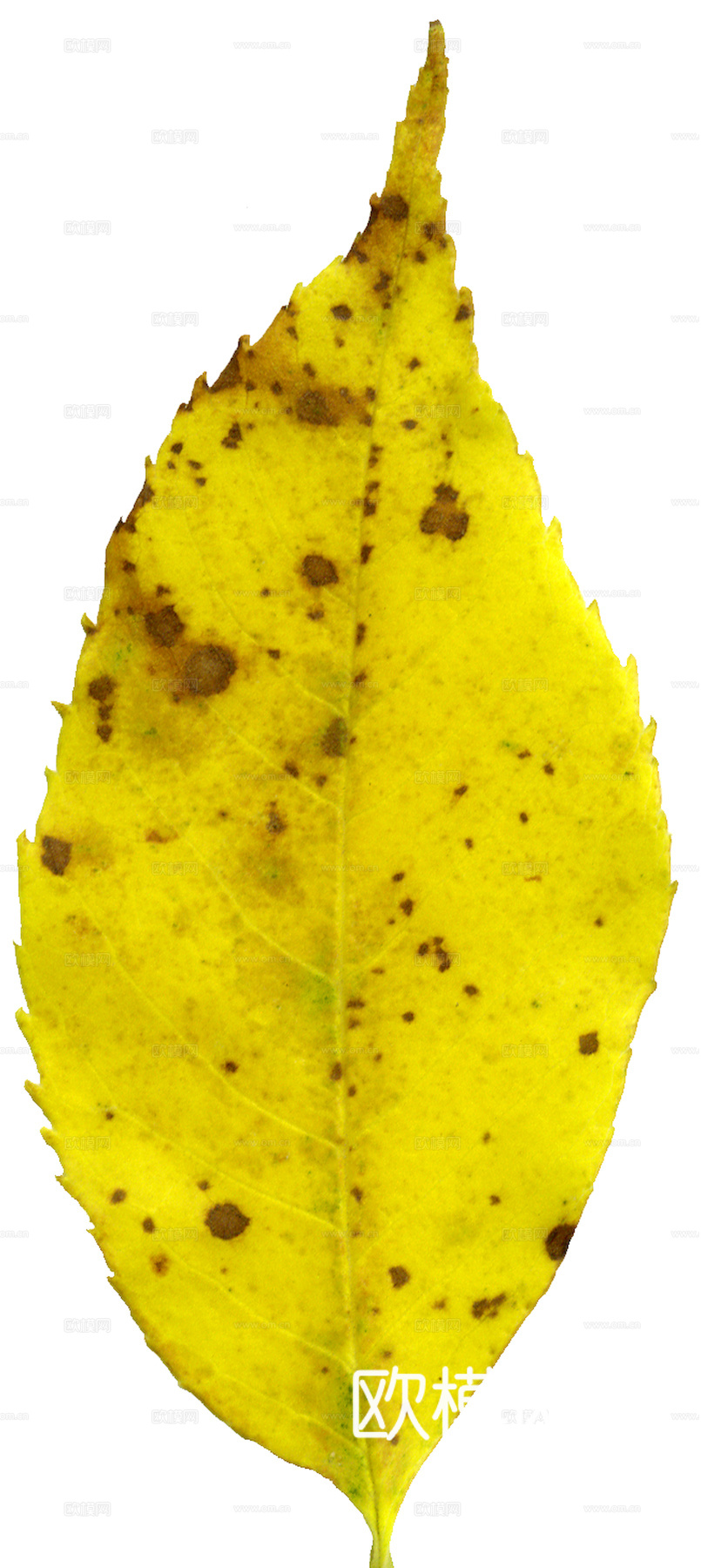 植物树叶 叶子  叶片纹理 绿叶 黄叶 红叶 绿植下载