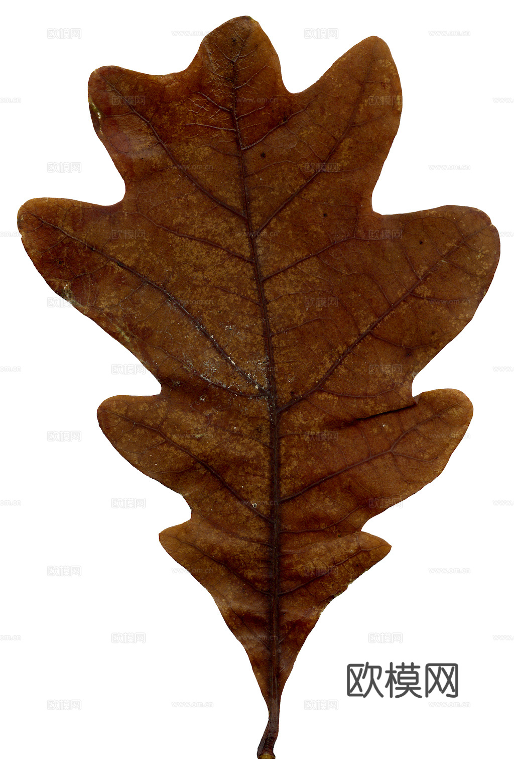 植物树叶 叶子  叶片纹理 绿叶 黄叶 红叶 绿植下载