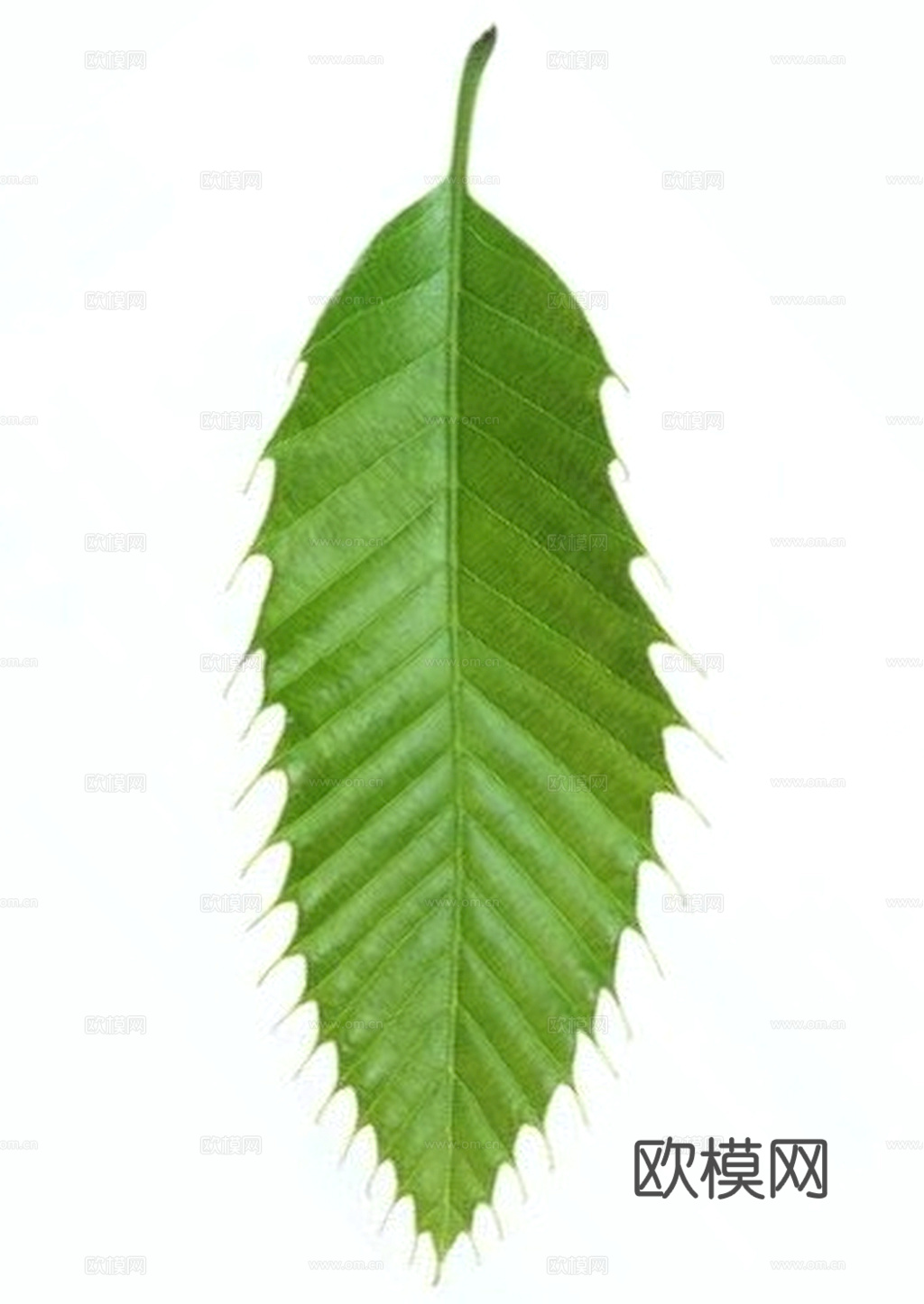 叶子 树叶 叶片 绿叶 黄叶 红叶