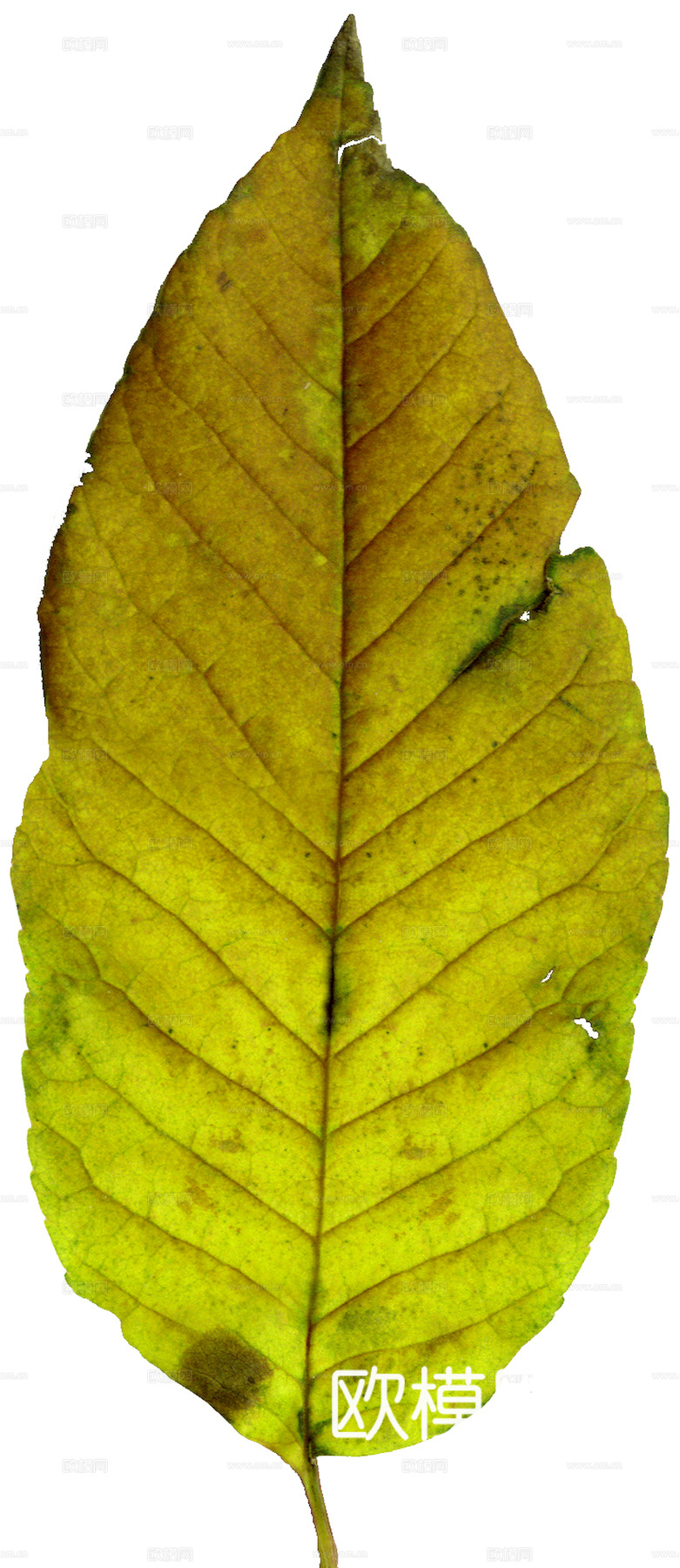 植物树叶 叶子  叶片纹理 绿叶 黄叶 红叶 绿植