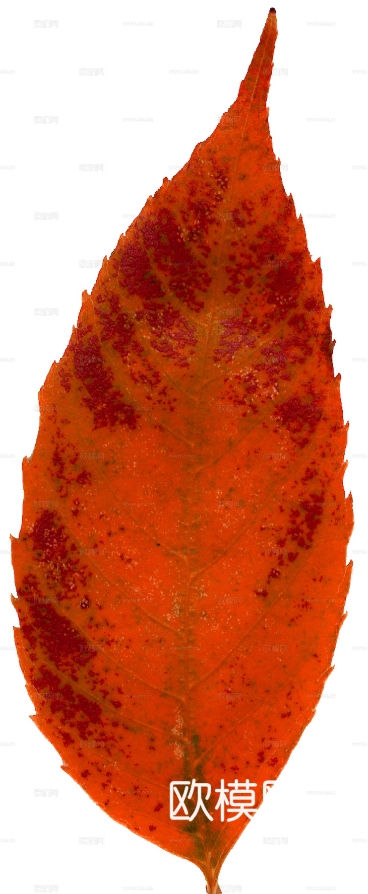 植物树叶 叶子  叶片纹理 绿叶 黄叶 红叶 绿植下载