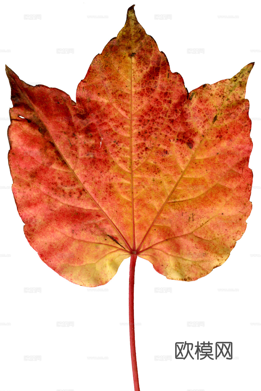 植物树叶 叶子  叶片纹理 绿叶 黄叶 红叶 绿植