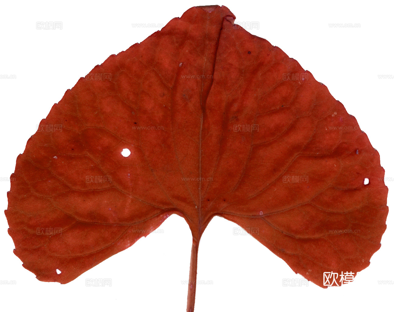 植物树叶 叶子  叶片纹理 绿叶 黄叶 红叶 绿植