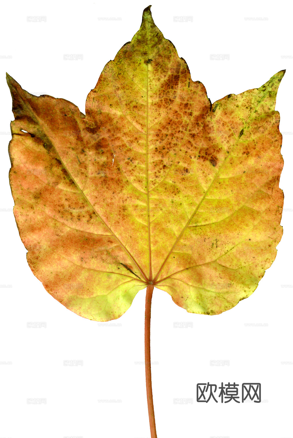 植物树叶 叶子  叶片纹理 绿叶 黄叶 红叶 绿植