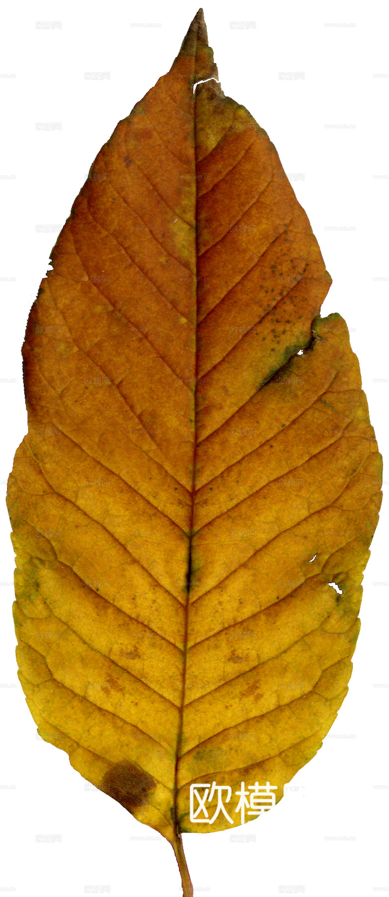 植物树叶 叶子  叶片纹理 绿叶 黄叶 红叶 绿植