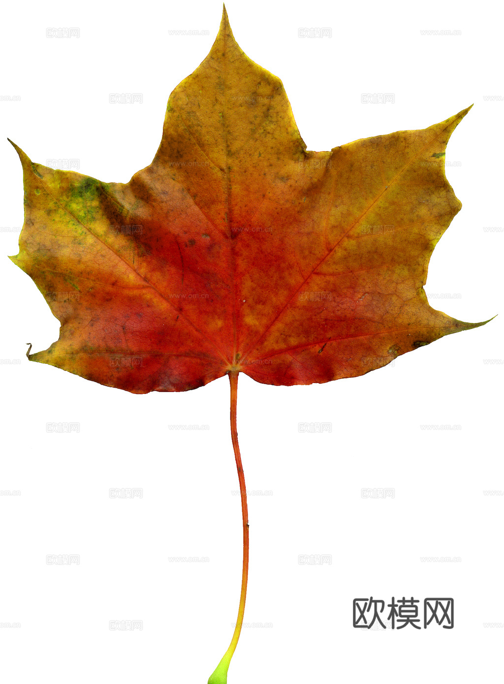 植物树叶 叶子  叶片纹理 绿叶 黄叶 红叶 绿植下载