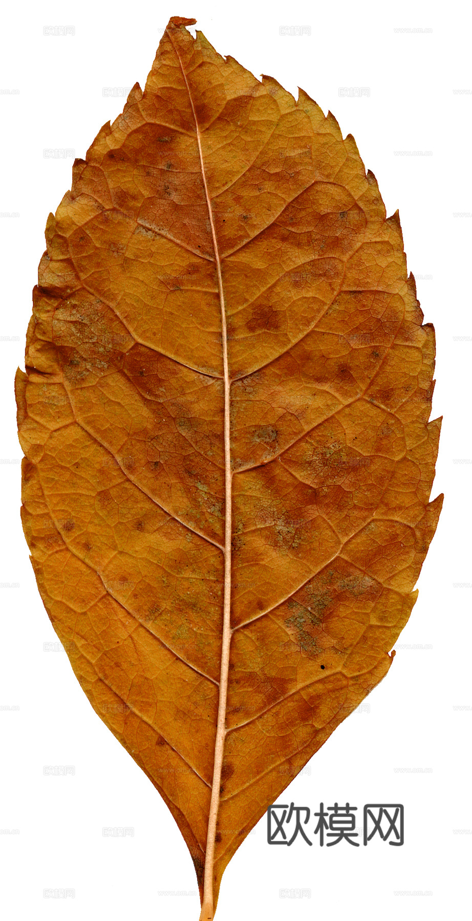 植物树叶 叶子  叶片纹理 绿叶 黄叶 红叶 绿植下载