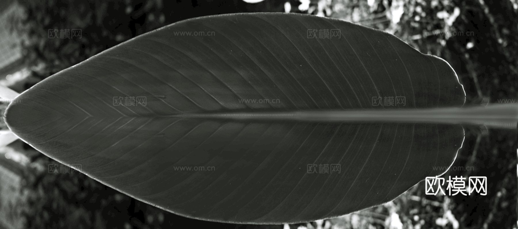 植物树叶 叶子  叶片纹理 绿叶 黄叶 红叶 绿植下载