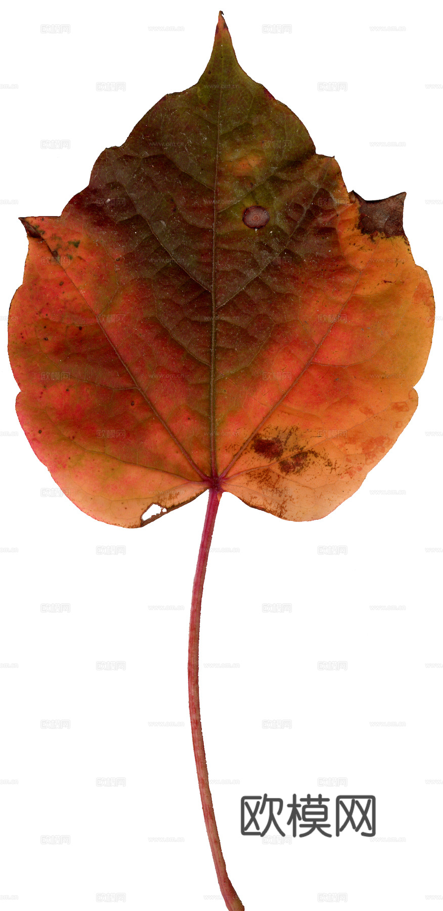 植物树叶 叶子  叶片纹理 绿叶 黄叶 红叶 绿植