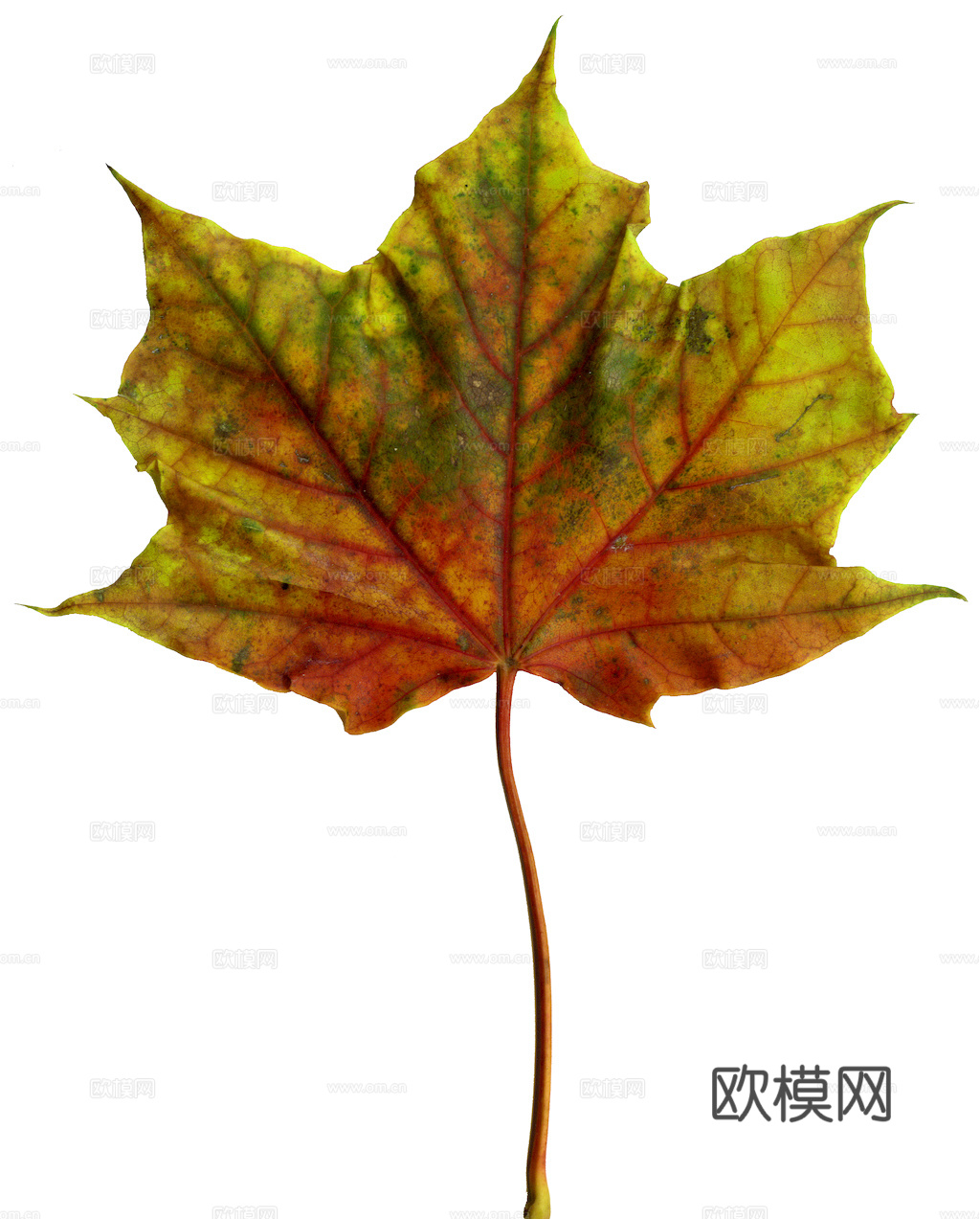 植物树叶 叶子  叶片纹理 绿叶 黄叶 红叶 绿植下载