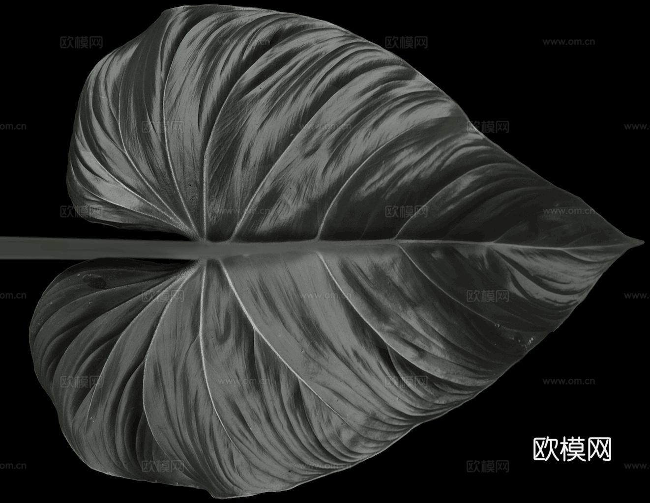 植物树叶 叶子  叶片纹理 绿叶 黄叶 红叶 绿植下载