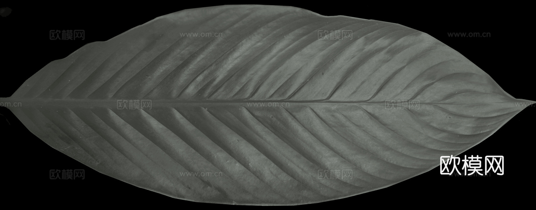 植物树叶 叶子  叶片纹理 绿叶 黄叶 红叶 绿植