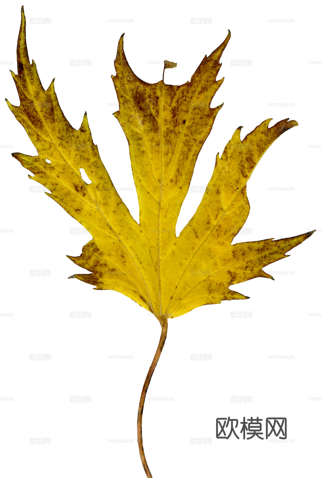 植物树叶 叶子  叶片纹理 绿叶 黄叶 红叶 绿植