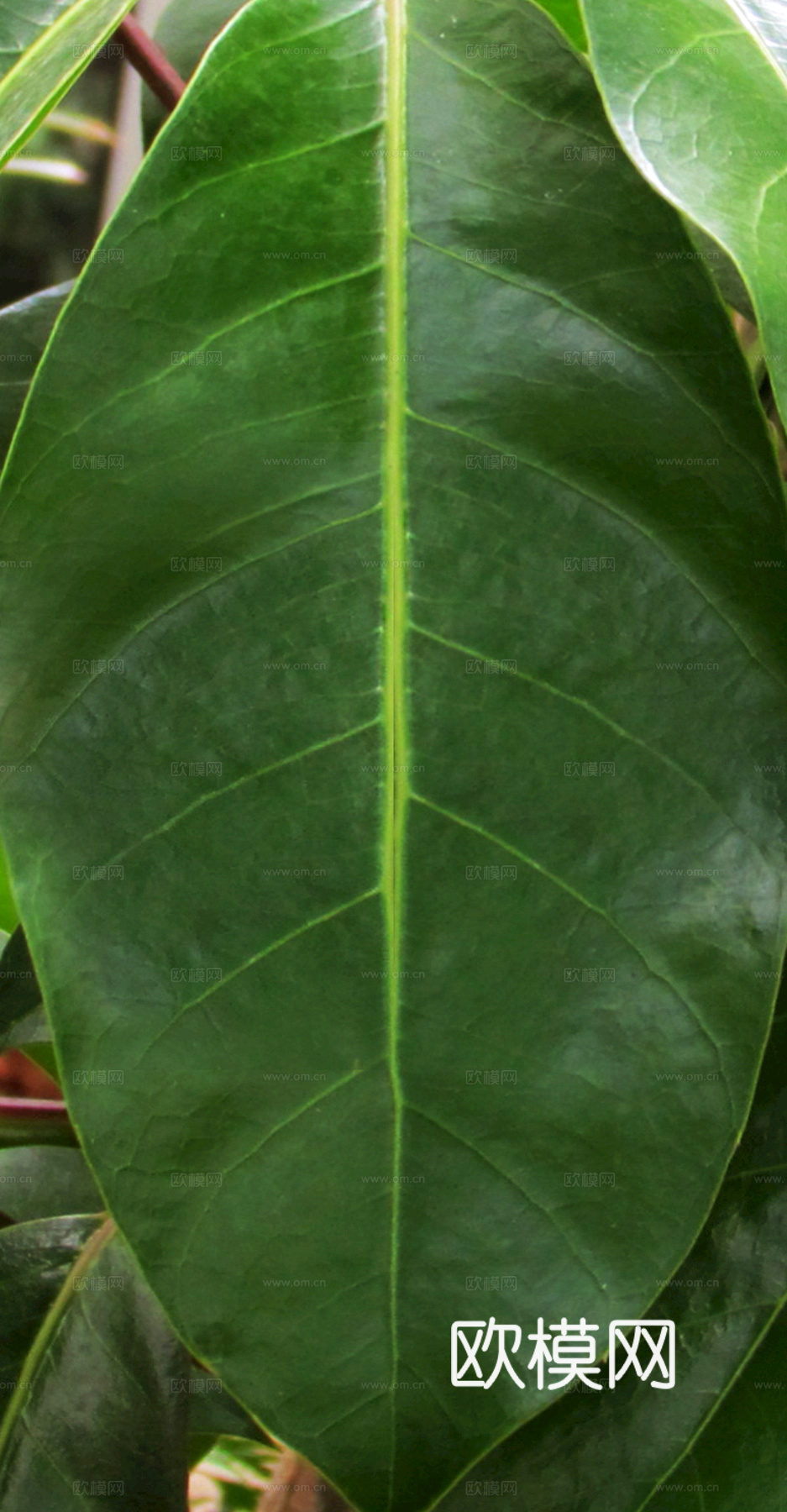 植物树叶 叶子  叶片纹理 绿叶 黄叶 红叶 绿植下载