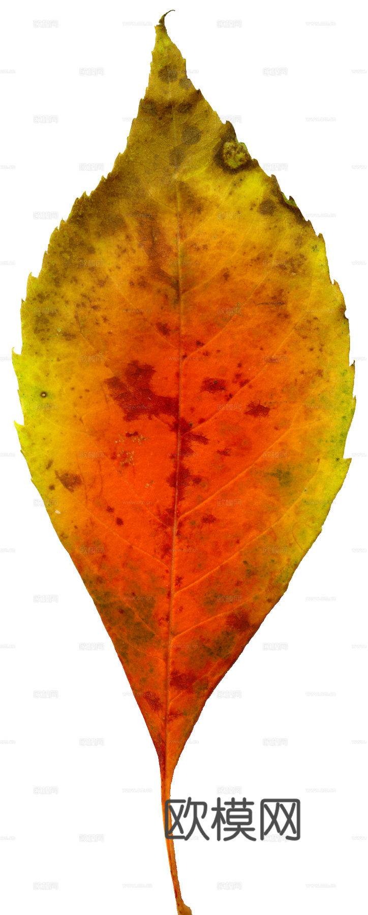 植物树叶 叶子  叶片纹理 绿叶 黄叶 红叶 绿植下载