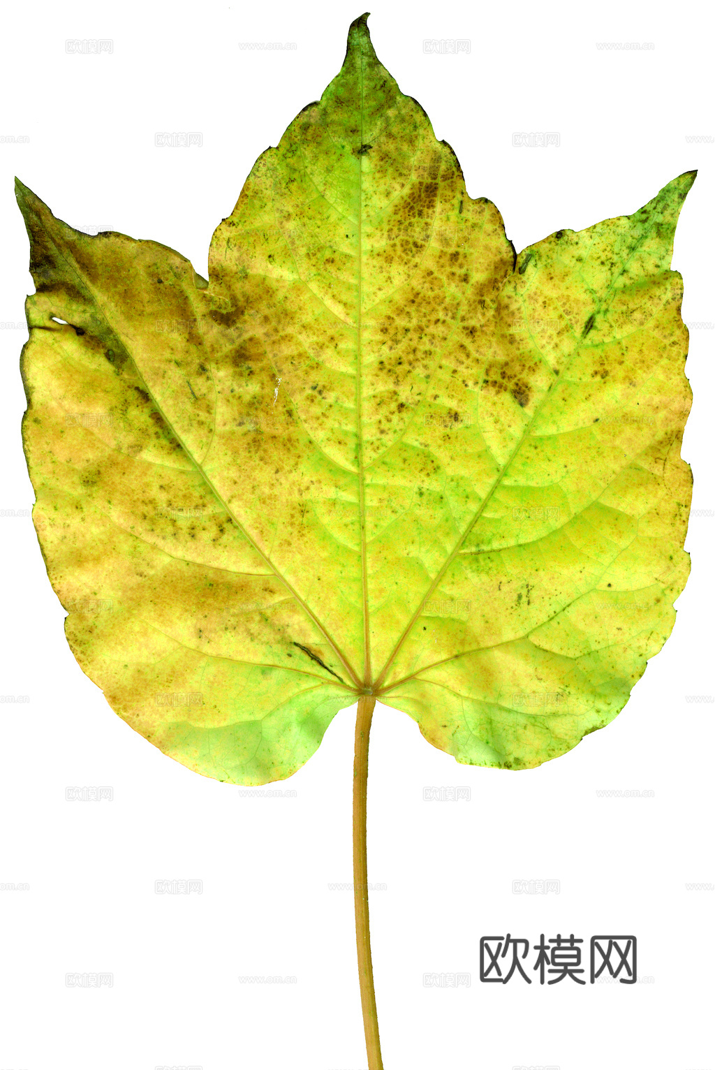 植物树叶 叶子  叶片纹理 绿叶 黄叶 红叶 绿植下载