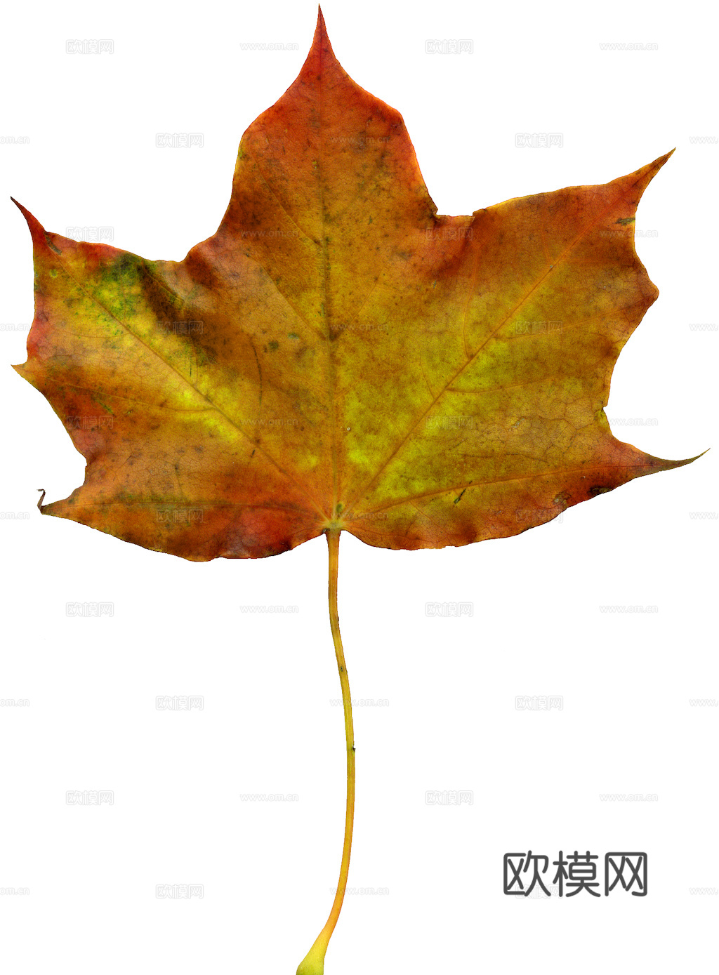 植物树叶 叶子  叶片纹理 绿叶 黄叶 红叶 绿植下载