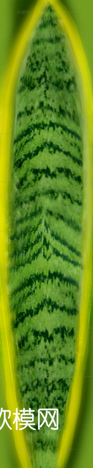 植物树叶 叶子  叶片纹理 绿叶 黄叶 红叶 绿植下载