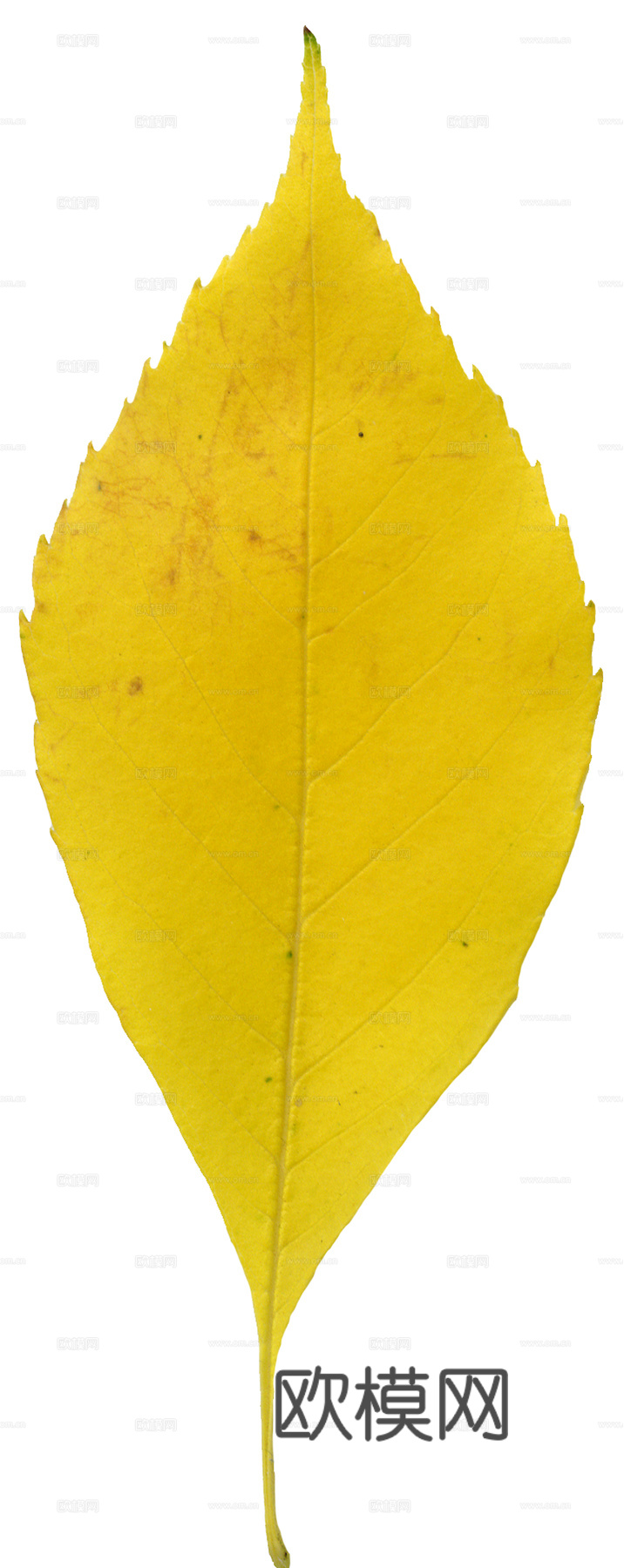 植物树叶 叶子  叶片纹理 绿叶 黄叶 红叶 绿植下载