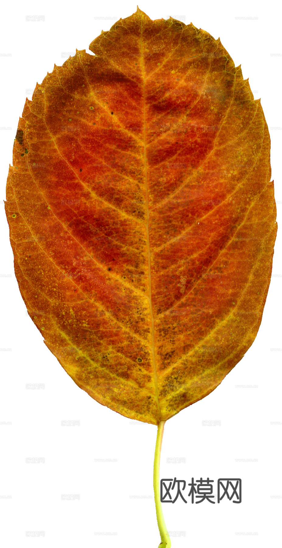 植物树叶 叶子  叶片纹理 绿叶 黄叶 红叶 绿植下载