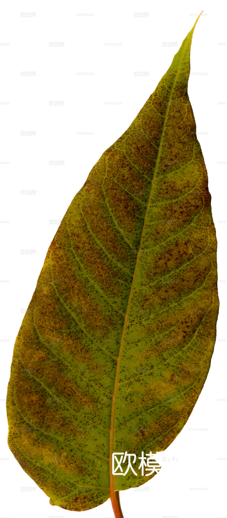 植物树叶 叶子  叶片纹理 绿叶 黄叶 红叶 绿植下载