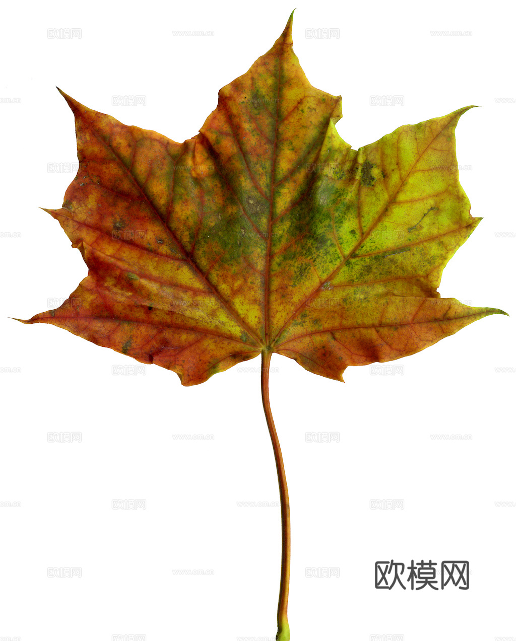 植物树叶 叶子  叶片纹理 绿叶 黄叶 红叶 绿植下载