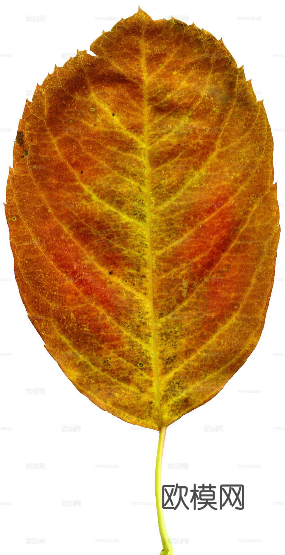 植物树叶 叶子  叶片纹理 绿叶 黄叶 红叶 绿植