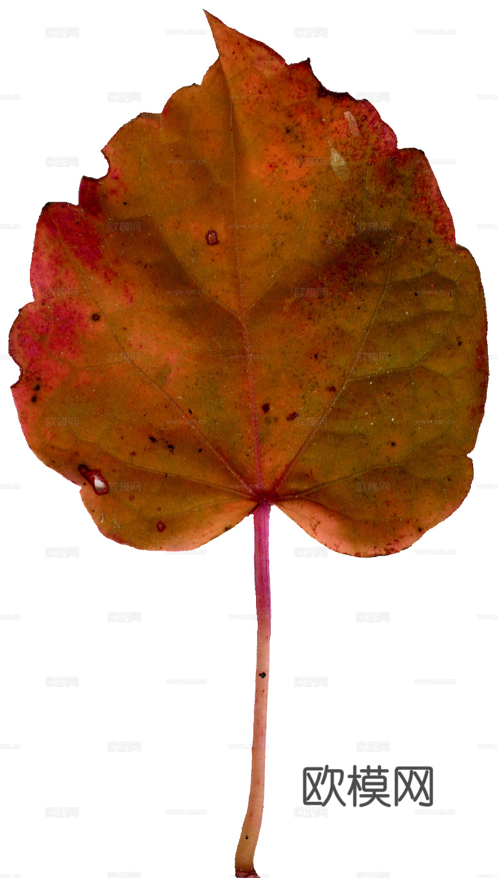 植物树叶 叶子  叶片纹理 绿叶 黄叶 红叶 绿植