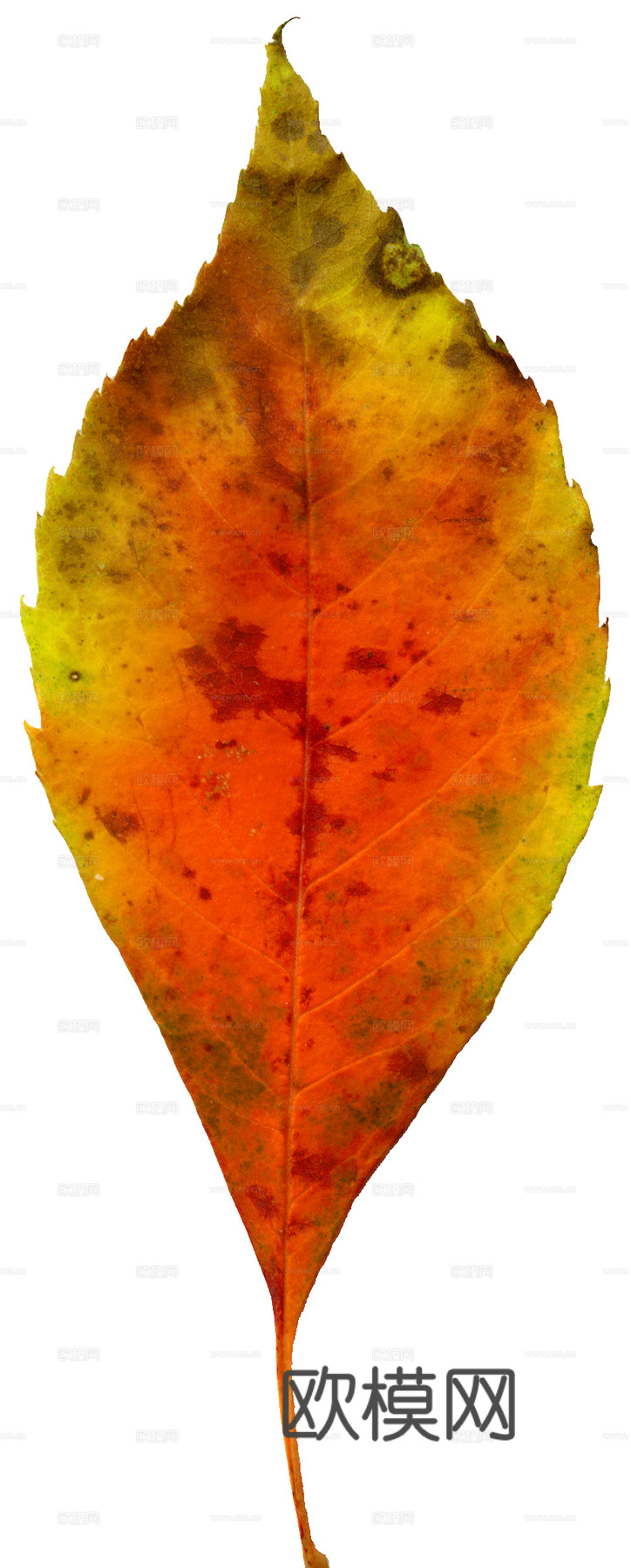 植物树叶 叶子  叶片纹理 绿叶 黄叶 红叶 绿植下载