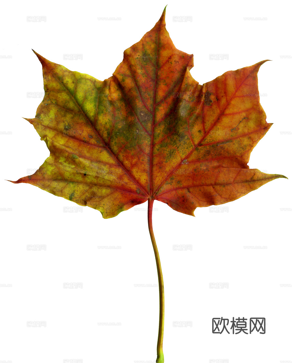 植物树叶 叶子  叶片纹理 绿叶 黄叶 红叶 绿植下载