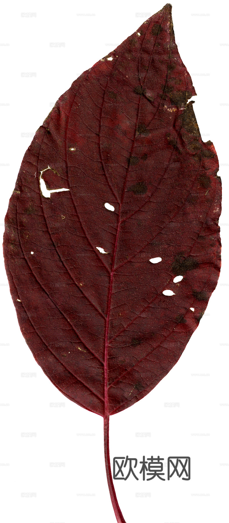 植物树叶 叶子  叶片纹理 绿叶 黄叶 红叶 绿植下载