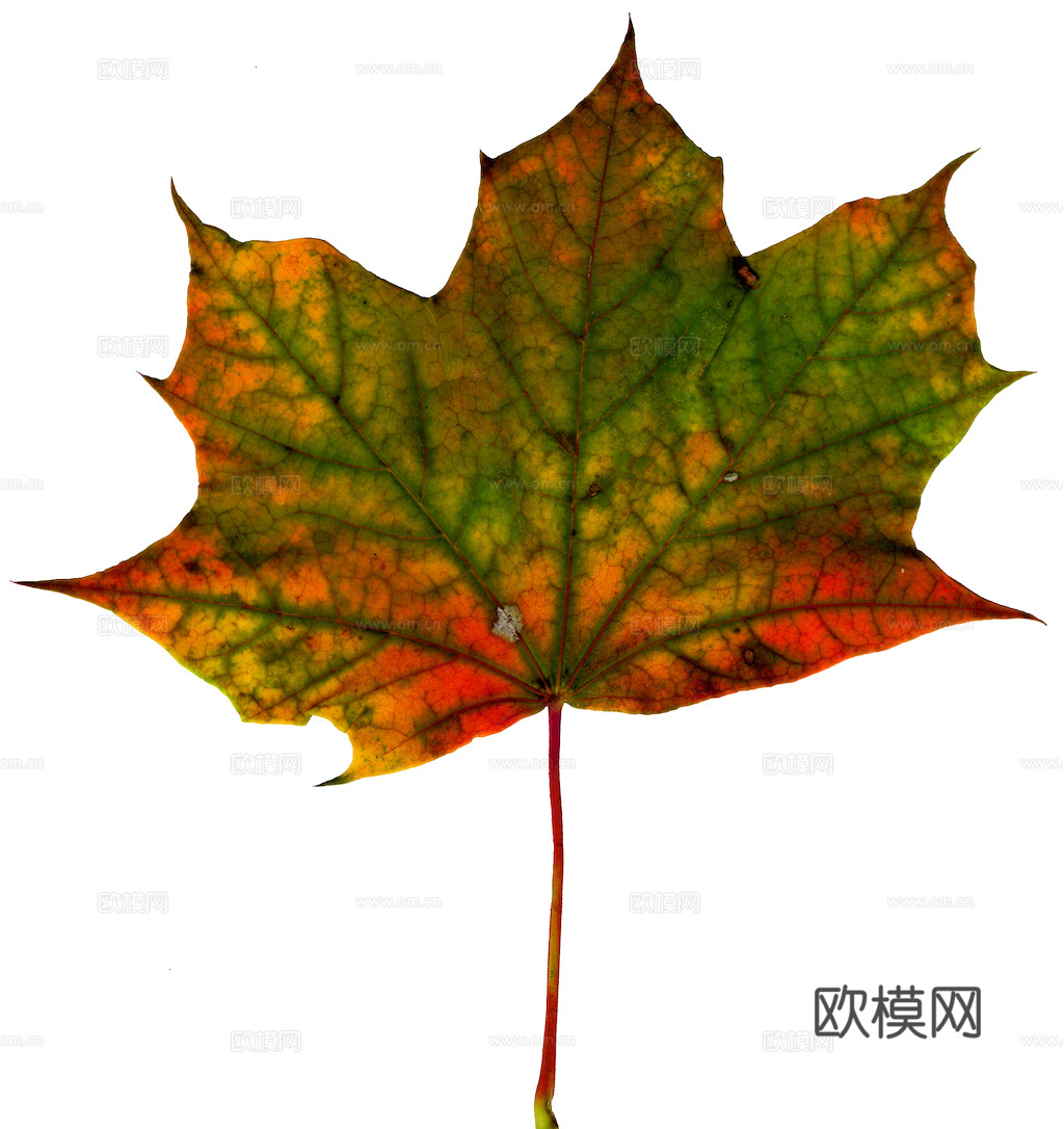 植物树叶 叶子  叶片纹理 绿叶 黄叶 红叶 绿植下载