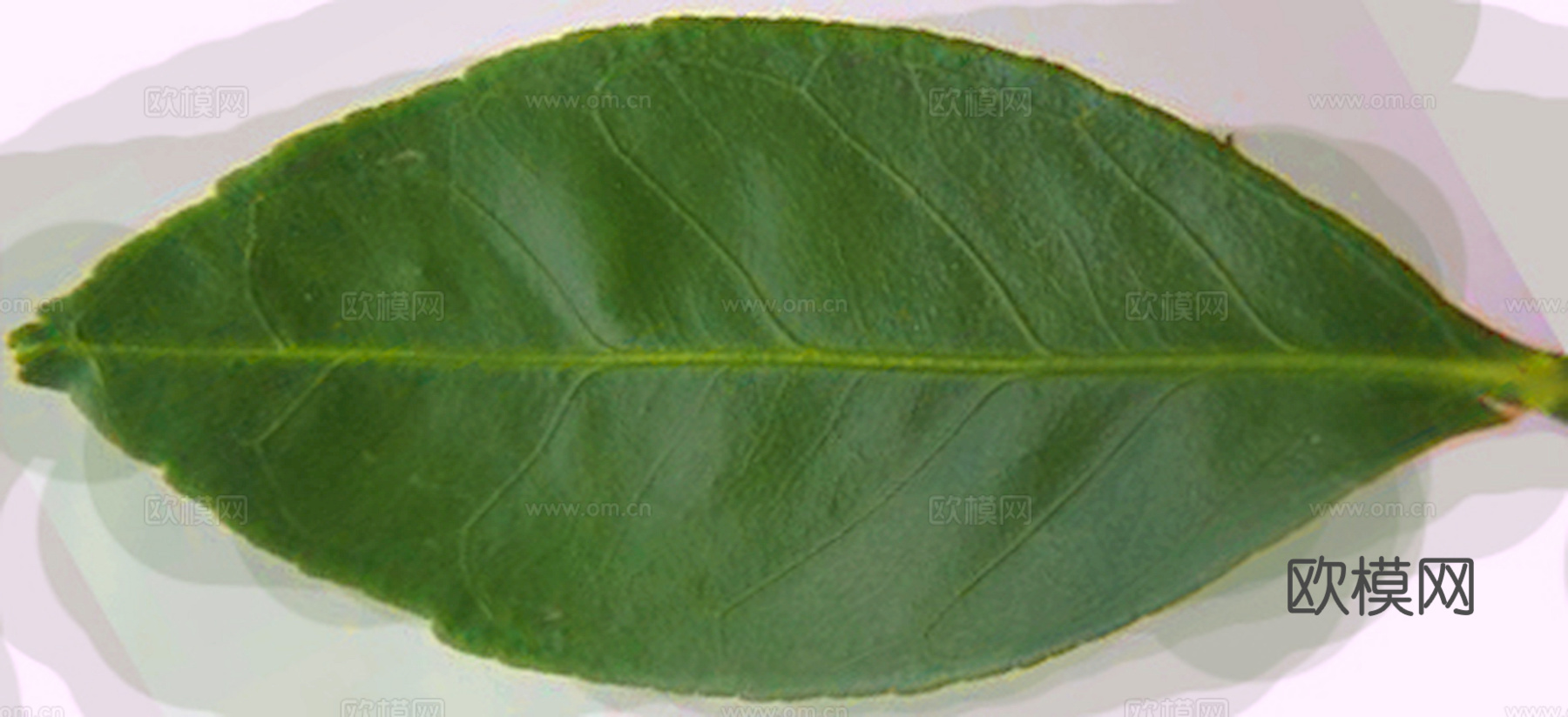 植物树叶 叶子  叶片 绿叶 黄叶 红叶 绿植下载