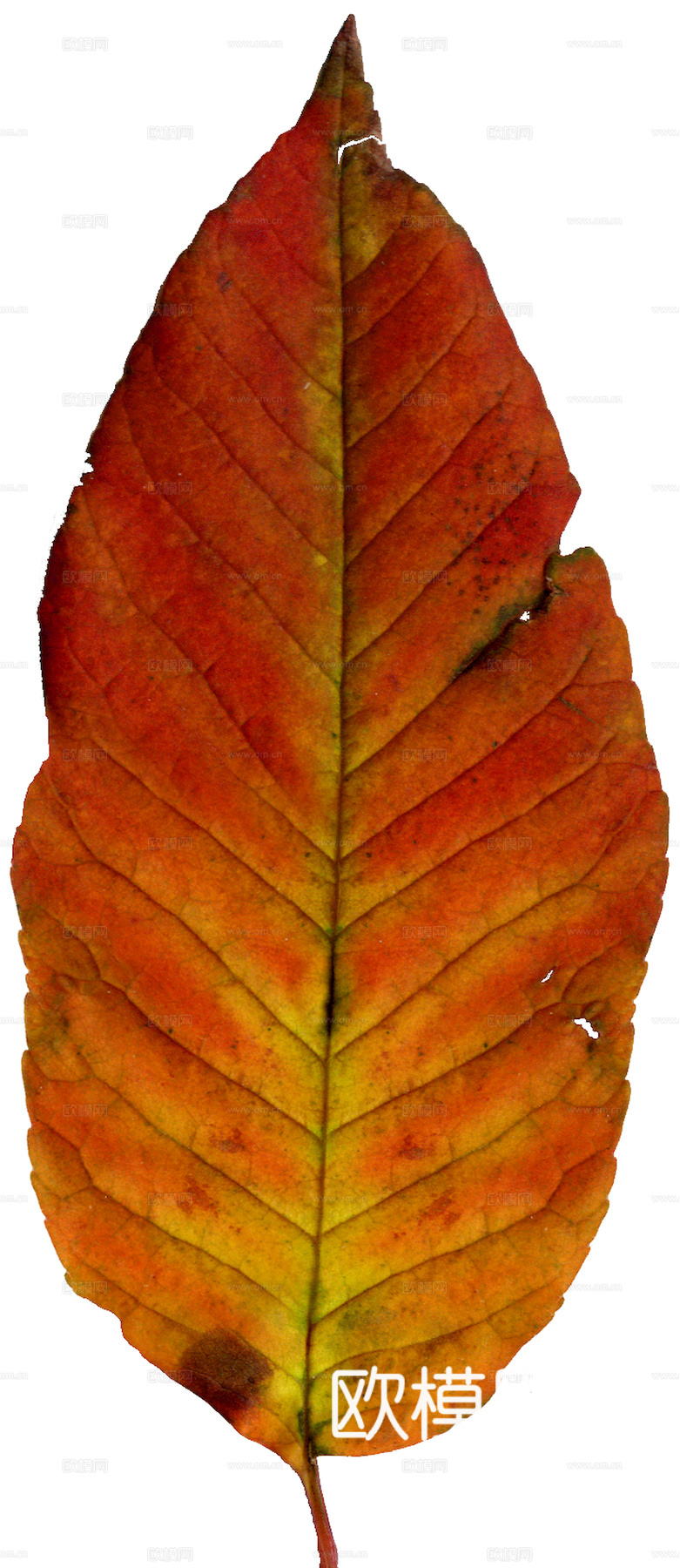 植物树叶 叶子  叶片纹理 绿叶 黄叶 红叶 绿植下载