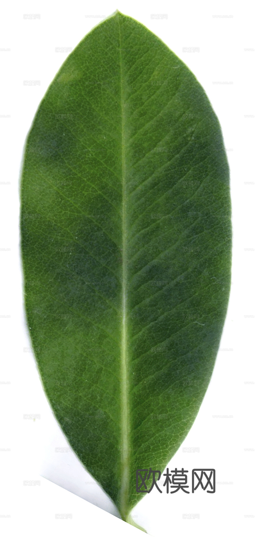 植物树叶 叶子  叶片纹理 绿叶 黄叶 红叶 绿植下载
