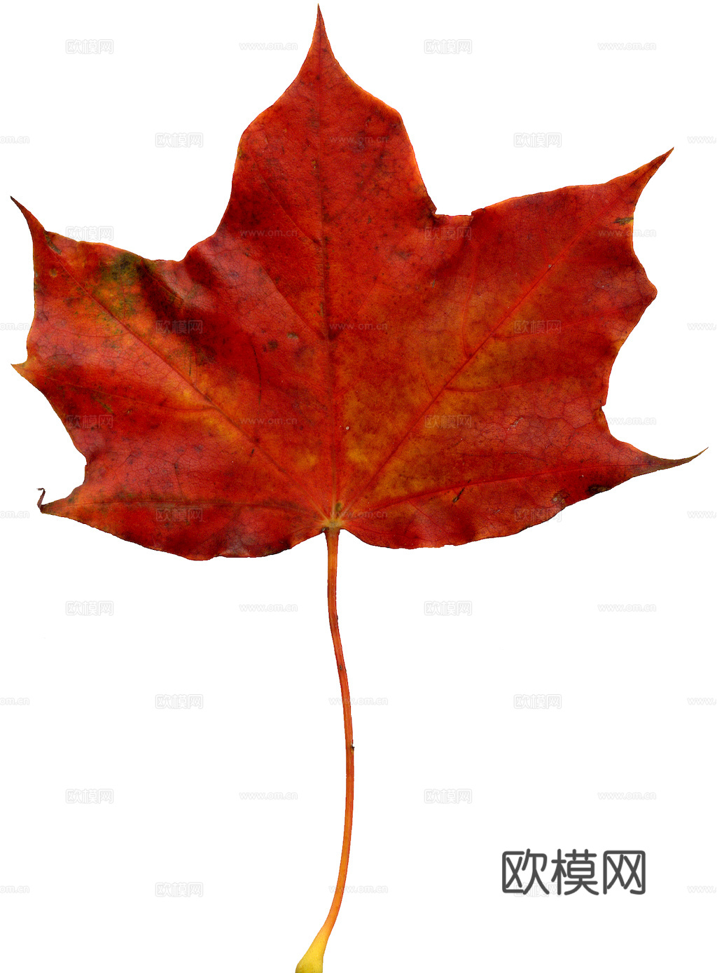 植物树叶 叶子  叶片纹理 绿叶 黄叶 红叶 绿植下载