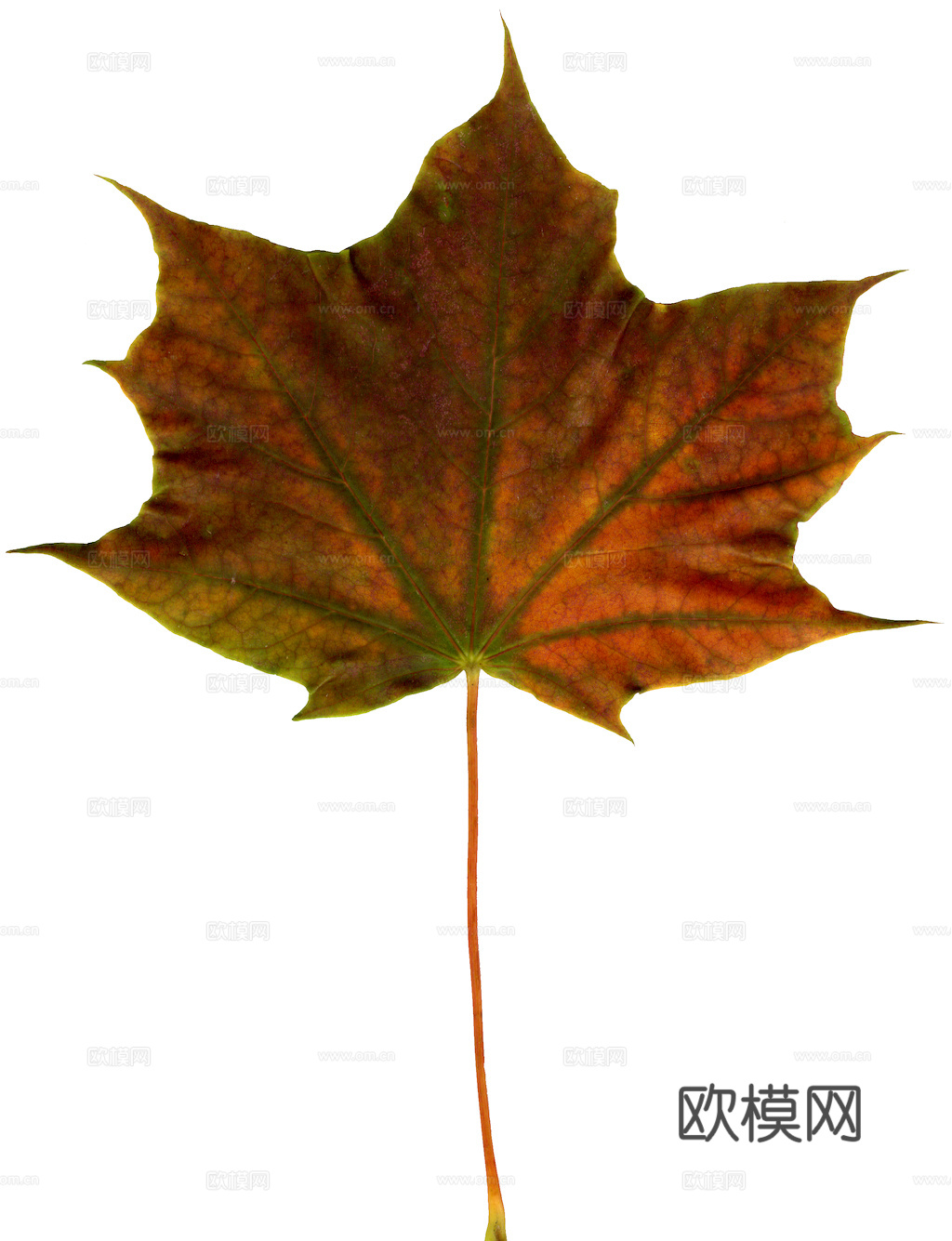 植物树叶 叶子  叶片纹理 绿叶 黄叶 红叶 绿植