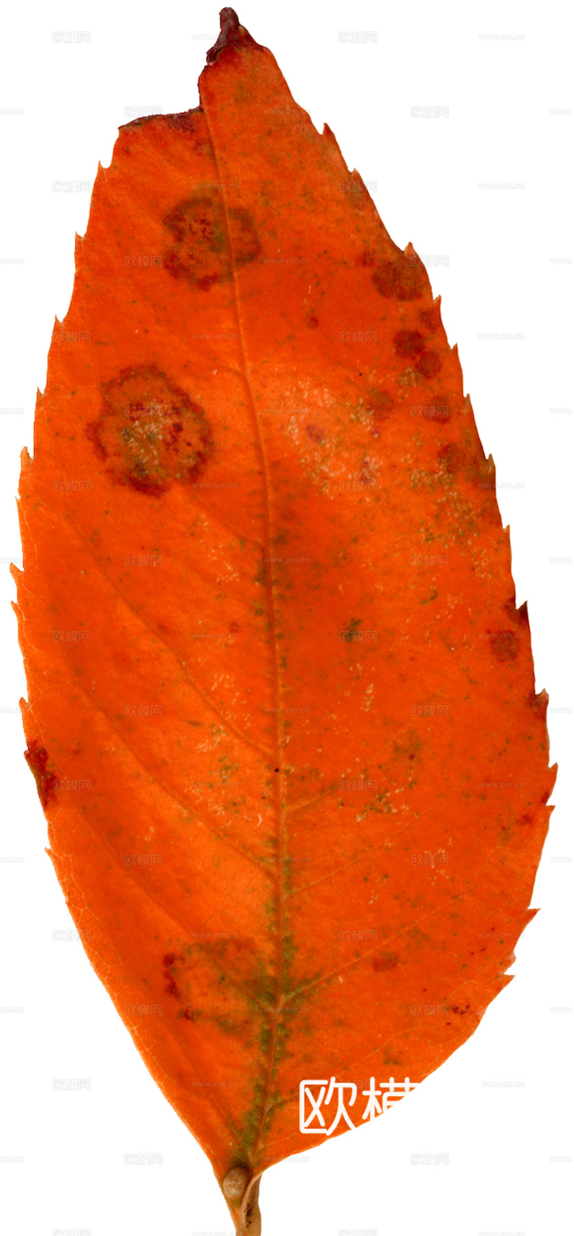 植物树叶 叶子  叶片纹理 绿叶 黄叶 红叶 绿植下载