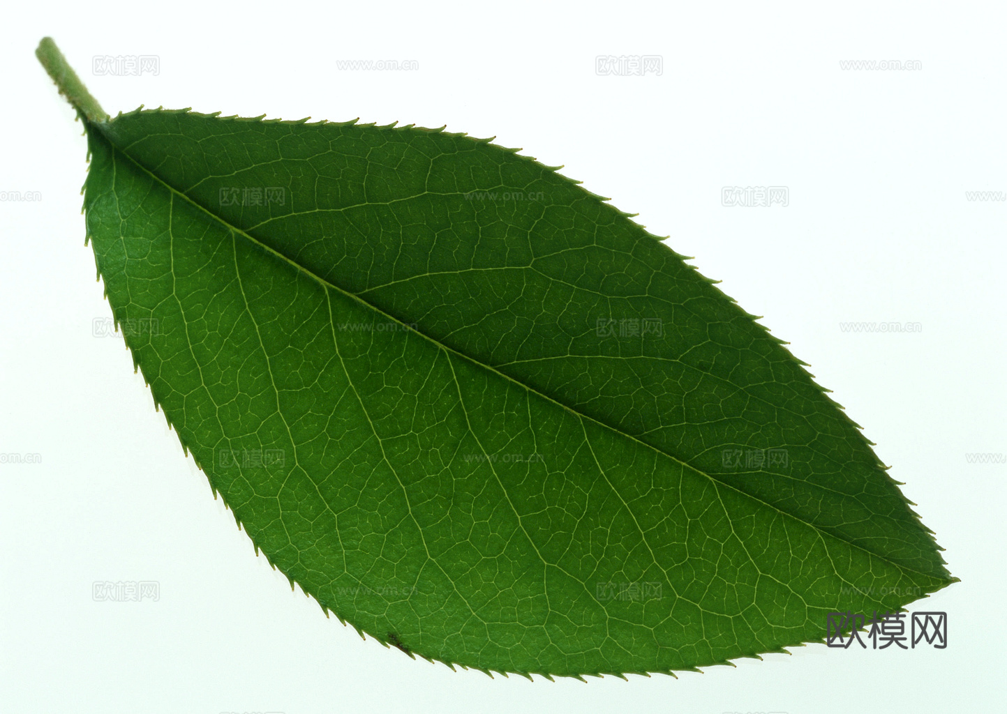 植物树叶 叶子  叶片纹理 绿叶 黄叶 红叶 绿植下载