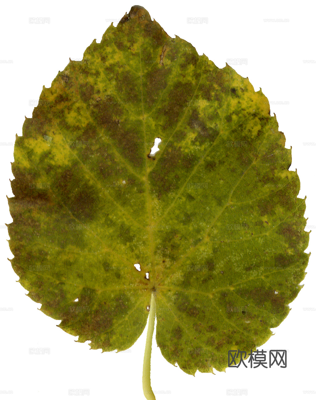 植物树叶 叶子  叶片纹理 绿叶 黄叶 红叶 绿植下载