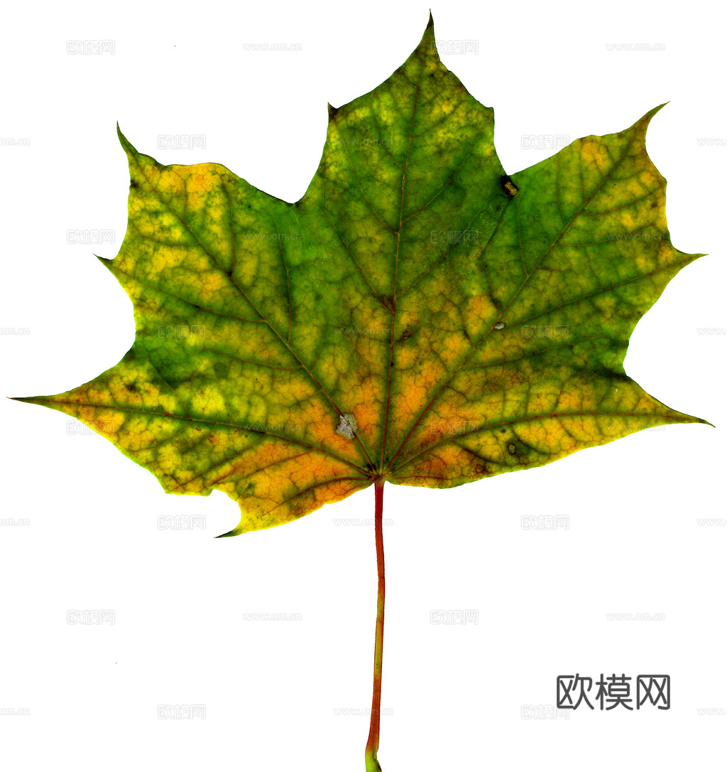 植物树叶 叶子  叶片纹理 绿叶 黄叶 红叶 绿植下载