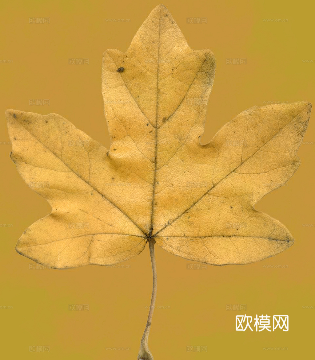 植物树叶 叶子  叶片纹理 绿叶 黄叶 红叶 绿植下载