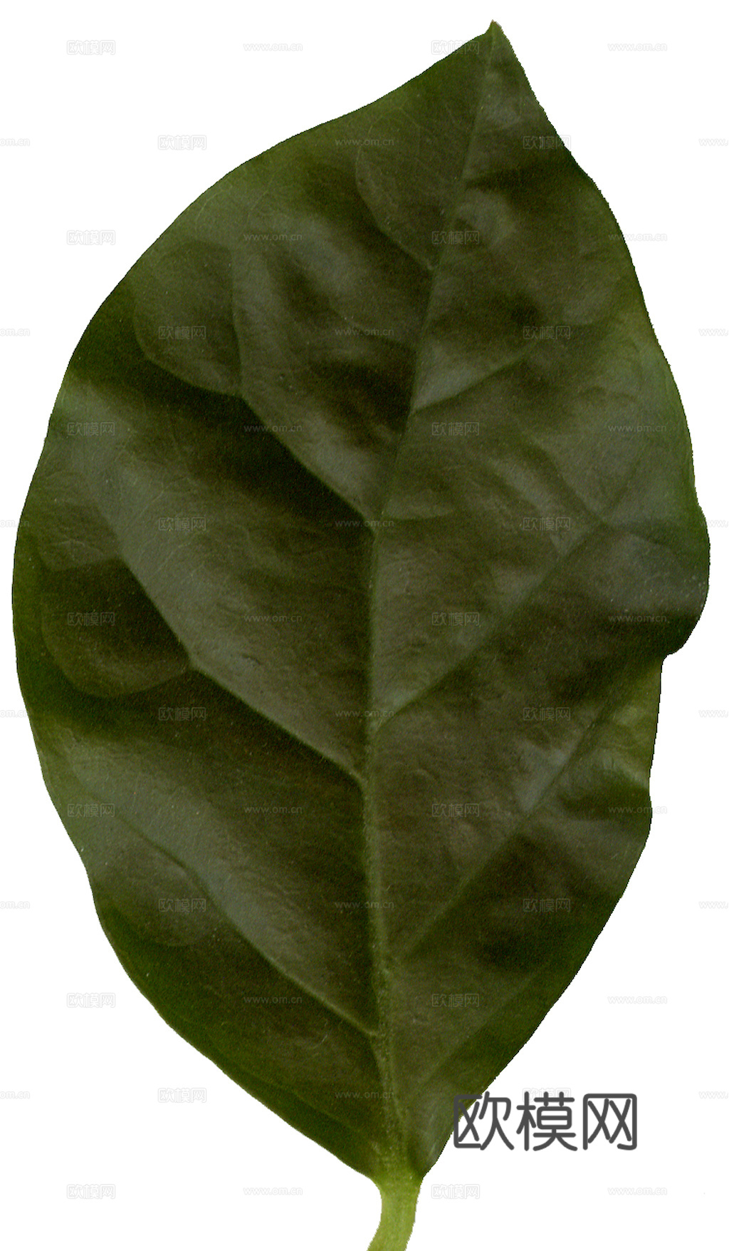 植物树叶 叶子  叶片纹理 绿叶 黄叶 红叶 绿植下载